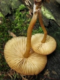 Callistosporium luteo-olivaceum image