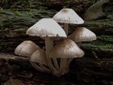 Mycena galericulata image