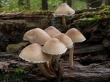 Mycena galericulata image