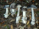 Amanita constricta image