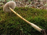 Mycena galericulata image