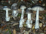 Amanita constricta image