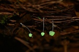 Mycena perlae image