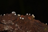 Helicogloea compressa image