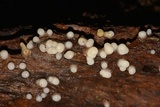 Helicogloea compressa image