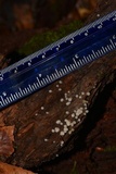Helicogloea compressa image