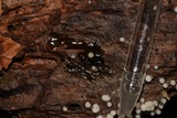 Helicogloea compressa image