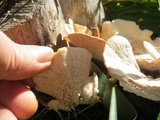 Bondarzewia berkeleyi image