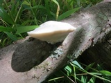 Tyromyces chioneus image