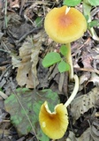 Amanita banningiana image