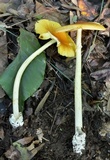 Amanita banningiana image