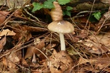 Amanita arocheae image