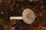 Amanita farinosa image