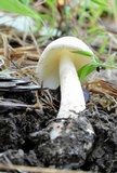 Amanita pseudovolvata image