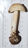 Amanita pseudovolvata image