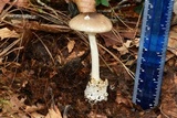 Amanita arocheae image