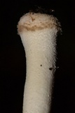 Amanita farinosa image
