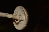 Amanita arocheae image