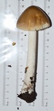 Amanita sinicoflava image