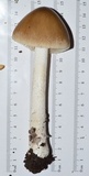 Amanita sinicoflava image