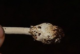 Amanita arocheae image