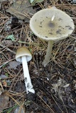 Amanita sinicoflava image