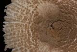 Amanita farinosa image