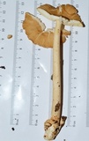 Amanita amerifulva image