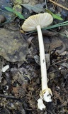 Amanita amerifulva image