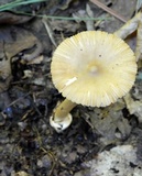 Amanita amerifulva image