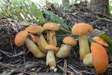 Gyroporus ballouii image