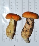 Gyroporus ballouii image