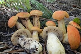 Tylopilus balloui image