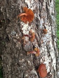 Gymnopilus thiersii image