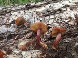 Gymnopilus thiersii image