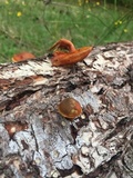Gymnopilus thiersii image