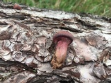 Gymnopilus thiersii image