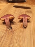 Gymnopilus thiersii image