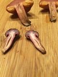 Gymnopilus thiersii image