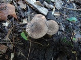 Lepiota fuscovinacea image