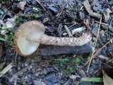 Lepiota fuscovinacea image