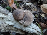 Lepiota fuscovinacea image