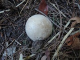 Phallus ravenelii image