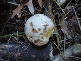 Phallus ravenelii image