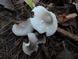 Tricholoma saponaceum image