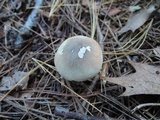 Tricholoma saponaceum image