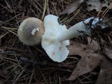 Tricholoma saponaceum image