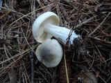 Tricholoma saponaceum image