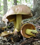 Boletus subluridellus image