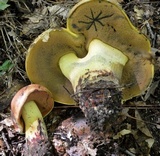 Boletus subluridellus image